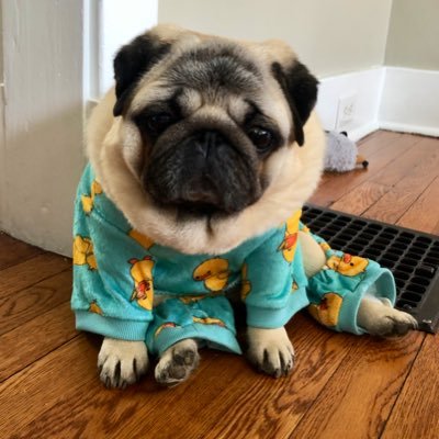 SallypugWeir Profile Picture