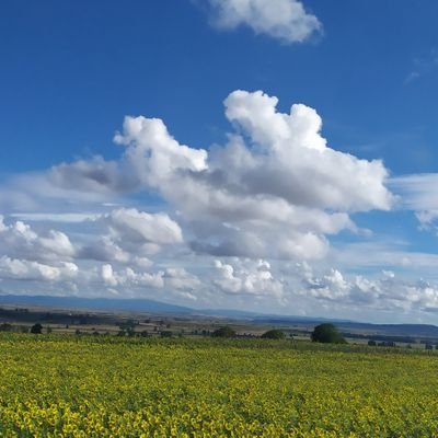 txellperez's profile picture. 