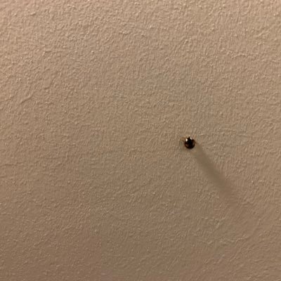 meisterwerk11's profile picture. 