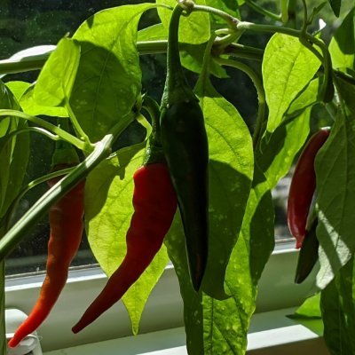 My name is Cal and I am a pepper plant trying to grow the spiciest peppers I can.