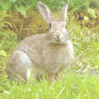 Alternative life, No TV, No I-phone, Vegan. Just me and rescue rabbit, and desktop PC. 
Do as thy will but harm ye none.
Here for the animals
All lives matter