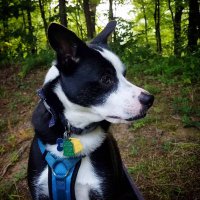 Kylo Ren The Mutt (@kylothemutt) 's Twitter Profile