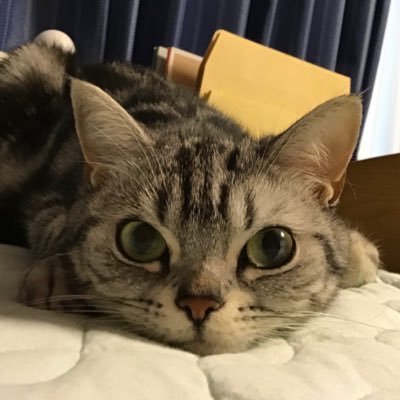 🌸アメショーのチェスです 女の子でち🌸 🎂2018年3月4日 🐈3kg 小柄にゃんこ 🐾画像は見るだけでお願いしましゅ(転載禁止)🐾 猫好きさん大歓迎でしゅ😽💕🐾勧誘(投資、Youtube等)DMは苦手にゃの😿💦🐾
