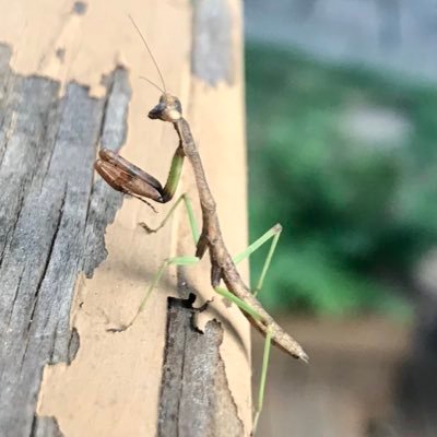 pjc9779's profile picture. Mountain biker, combat vet, tree hugging liberal, and transplant from Denver now living “the good life.” We’ll see...