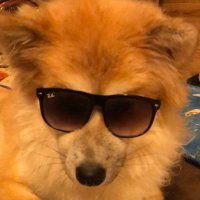 catslover2525 (@catslover2525) 's Twitter Profile