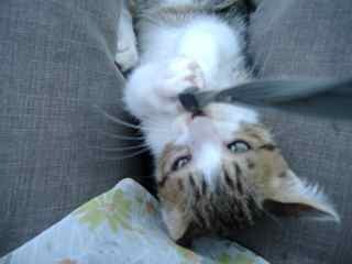 futayo's profile picture. 地球『森』と『身』体、自然界のしくみと『心』、目に見えるもの見えないもの。それらがどんな風に繋がりあってこの世界をつくっているんだろう。…地球上の一粒のちっぽけな塵(=私＊)の思案をつぶやきます。 ブログは『森・身・心・深 …』。 あまり見れませんがよろしくお願いします。