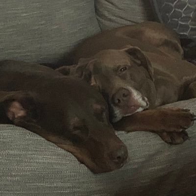 Staffdog73's profile picture. Soldier for life! US Army Veteran