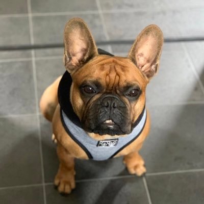 Handsome French Bulldog living in Dunoon, Scotland. CEO @mrredsginbar. Big supporter of Scottish tourism especially the beautiful Argyll and Bute 🐾🐶