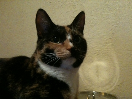 Likes: Cat nip, dropping toys in the toilet, opening cupboards.  Dislikes: squirt guns, hairballs