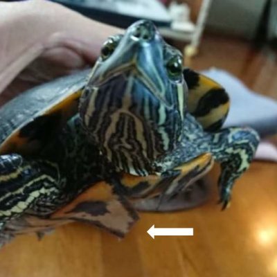 kamekic75754278's profile picture. 1950年生、♂、(准)段階の世代、大相撲ファン、保守、生家は神道、なのに法華経勉強中？、自然派、健康オタク、医者嫌い、エスニック料理、インドカレー、チャイ、ゴッドファーザー