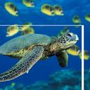 amanda goetz - @kittygirlloveu1 - Twitter