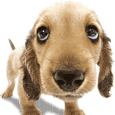 UnPerroDeRancho's profile picture. Me robaron y me trajeron aquí.