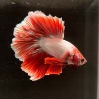 日本カニ協会 4/26カニオフ会 (@aqudio2) 's Twitter Profile