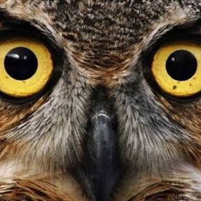 allankatana's profile picture. Open book