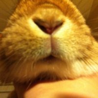 Mr.あんぽんたん (@mr_anpontan2020) Twitter profile photo