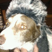 Chris Quigley (@quigdog) Twitter profile photo