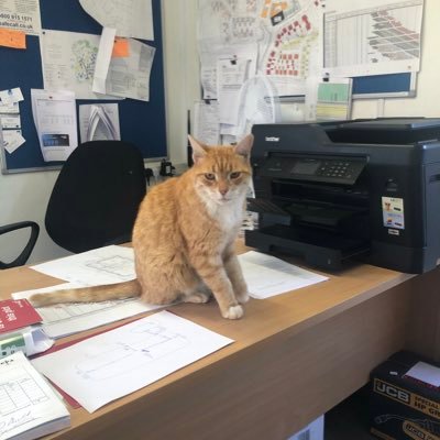 BobTheSiteCat1's profile picture. The one and only 🐱 construction site manager