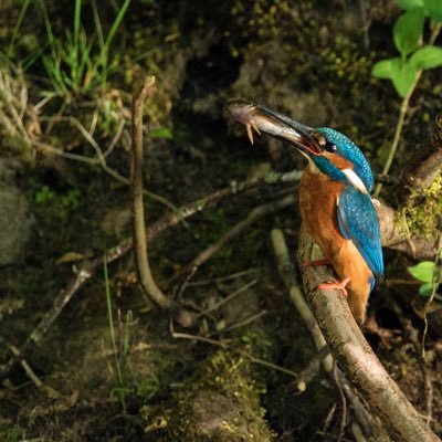 Mainly Wildlife Photography from around the Peak District. Instagram hide_and_peak