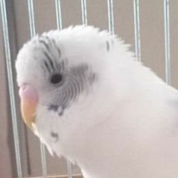 インコ  Disney  車 

※ピーちゃん(2014.5 - 2019.4)