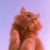π‘ | πππ§ππ-Ω
ΩΩΨ―Ω. (@d6viil) 's Twitter Profile