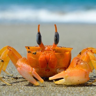 🦀味の素好き子🦀のプロフィール写真