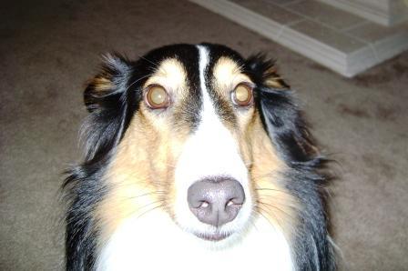 AustinHappyDog's profile picture. 