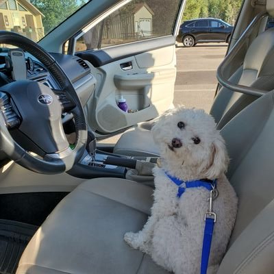 yarddancer's profile picture. 