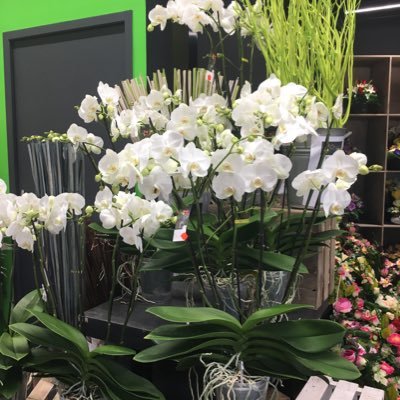 descamps_annick's profile picture. Retraitée