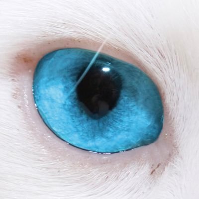 TheRealWitness1's profile picture. I am The Witness of The Witless. 😼🐱🦁🐯🐅🐆🐈🐈‍⬛🥷🏻🐾