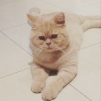 Misbahur Rahman (@m_misbah_r) 's Twitter Profile