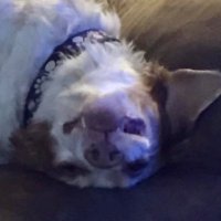 DebK (@springsdeb) 's Twitter Profile Photo DebK (@springsdeb) 's Twitter Profile Photo