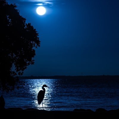 Maxwell1537's profile picture. 