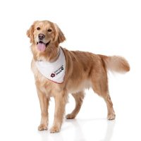 SJA Therapy Dogs London(@LdnTherapyDogs) 's Twitter Profileg