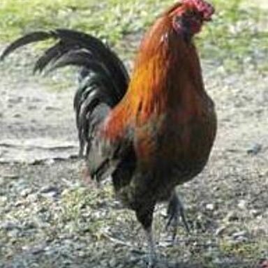 Rooster who retired from fighting after New Mexico & Louisiana banned cockfighting. He had a brief career in Manila, met a Filipino hen, married & had a chick.