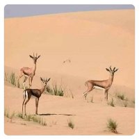 عيسى بن هشام (@d1u2a3s4) 's Twitter Profile Photo عيسى بن هشام (@d1u2a3s4) 's Twitter Profile Photo