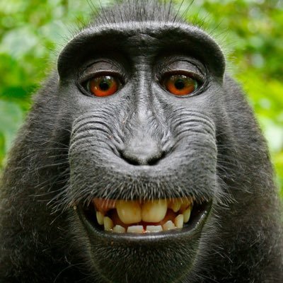 Monkey Bot (@MonkeyBotHaha) / Twitter