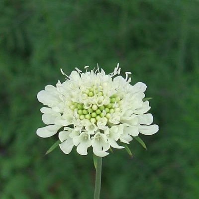 松虫草さんのプロフィール画像