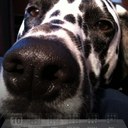 Maximus Gordon - @Maxthedalmatian - Twitter