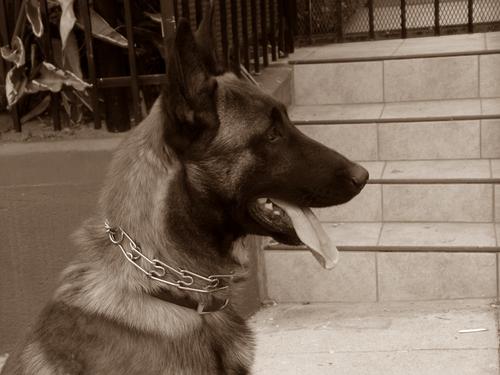 Christhetrainer's profile picture. Dog Training Fool