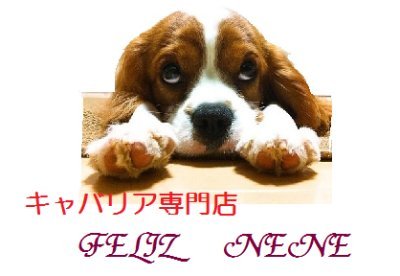 feliznenejp's profile picture. 鹿児島で約20年間キャバリア専門ブリーダーを2020年廃業、Ｆeliz neneのキャバリアはすべてご縁を頂き幸せに暮らしています。皆様に心から感謝申しあげます。「長寿をめざすキャバリア情報専門館」のブログに20年間の長寿の情報が満載です。お役立てください。