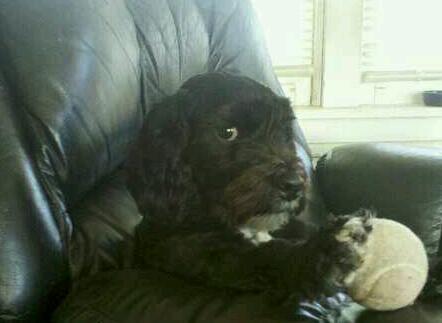 snoobear23's profile picture. 