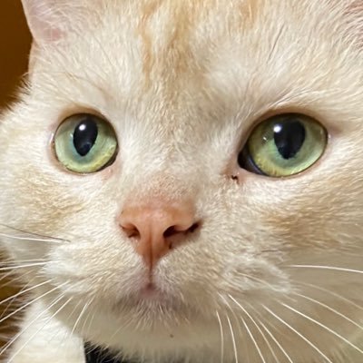 nekobotさんのプロフィール画像