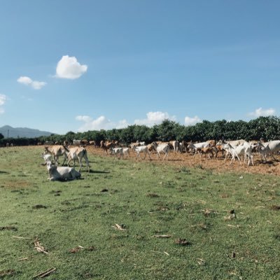 sumbawaisme's profile picture. Around Sumbawa - Sumbawa Barat