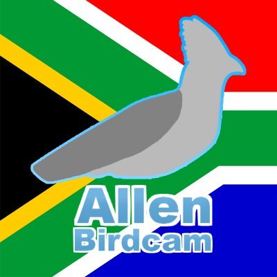 AllenBirdCam's profile picture. Welcome to our South African garden! Many different garden birds in the day and critters at night including Bats, Bushbabies & Genets