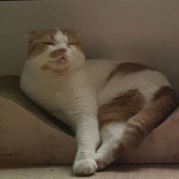 cloud (@wheeintheclouds) 's Twitter Profile