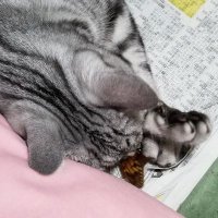 りーりーりー (@mayomoo) Twitter profile photo