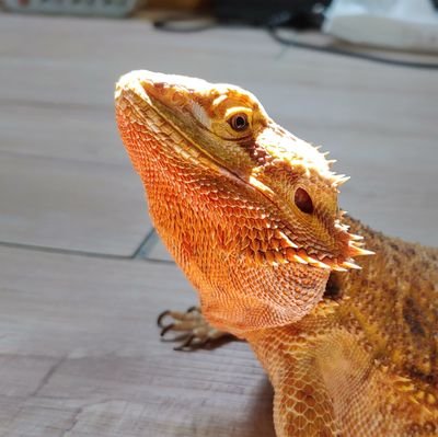 개산의 파충류계
🦎비어디 드래곤 쫑
🦎블루텅 룽
🦎화이트라인 게코 용 (2019. 10. 31. ~ 2021. 03. 12.)
🐍콘스네이크 탄
※피딩 영상 사진 주의※