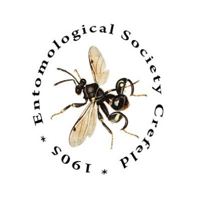 entomologica | #biodiversity #insectdecline #Insektensterben | Entomologischer Verein Krefeld #EntomologicalSocietyKrefeld | #Krefeld | @entomologica_de