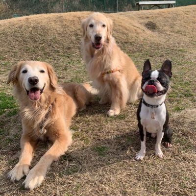 Yuicoco On Twitter 犬部屋模様替え キアヌのトイレトレーニングの為に 大きめのサークルにお引越し もとはゴル達のサークルなので小型 犬にはかなり贅沢 笑 多頭飼い 犬 Dog いぬすたぐらむ Bostonterrier ボストンテリア Https T Co Rj8rvajdhi