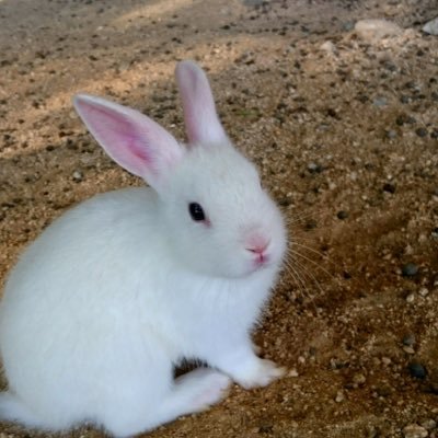 やなぎんさんのプロフィール画像